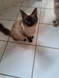 Dois gatinhos para adoção juntos