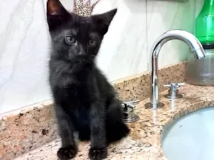 Gato raça SRD-ViraLata idade 2 a 6 meses nome Kyoto bb2meses lindo 