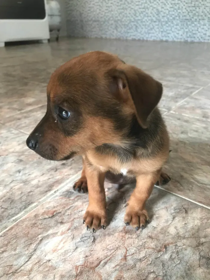 Cachorro ra a Pinscher idade 2 a 6 meses nome Klaus 