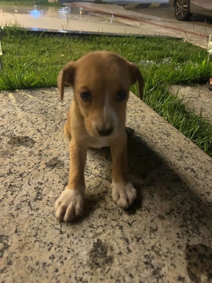 Cachorro ra a SRD-ViraLata idade 1 ano nome Pipoca/Chocolate/ Valentina 