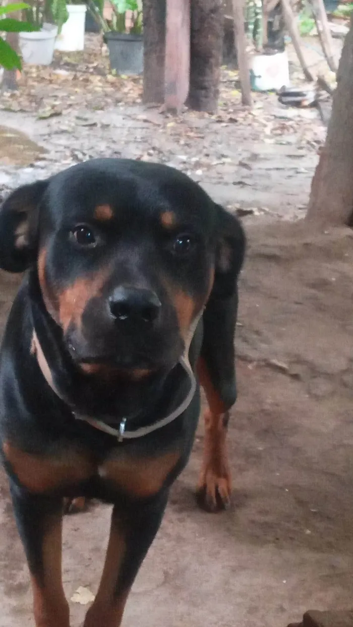 Cachorro ra a Rottweiler idade 2 a 6 meses nome Bob