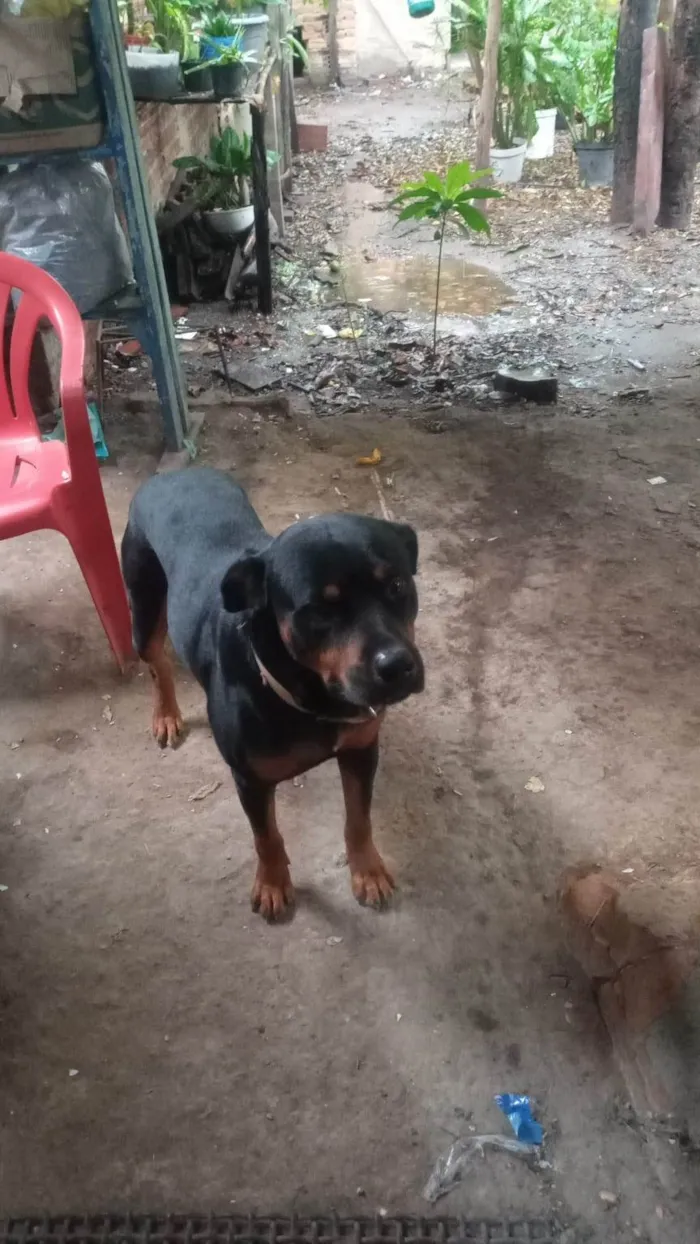 Cachorro ra a Rottweiler idade 2 a 6 meses nome Bob