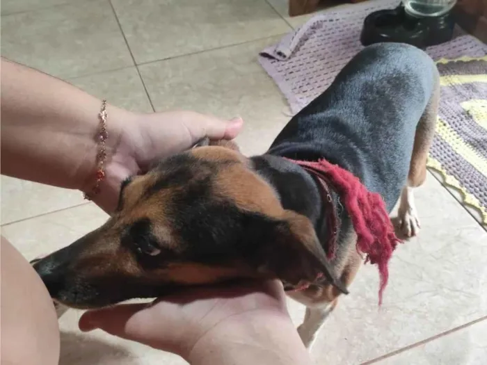 Cachorro ra a SRD-ViraLata idade 4 anos nome Sem identificação