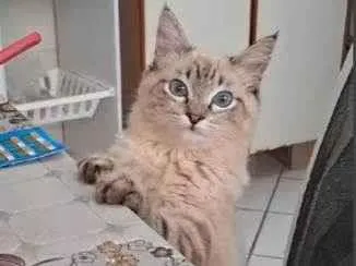 Gato ra a SRD-ViraLata idade 7 a 11 meses nome Dois gatinhos para adoção juntos