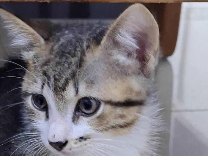 Gato ra a SRD-ViraLata idade 2 a 6 meses nome Gatinhos rajados 