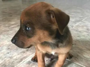 Cachorro raça Pinscher idade 2 a 6 meses nome Klaus 