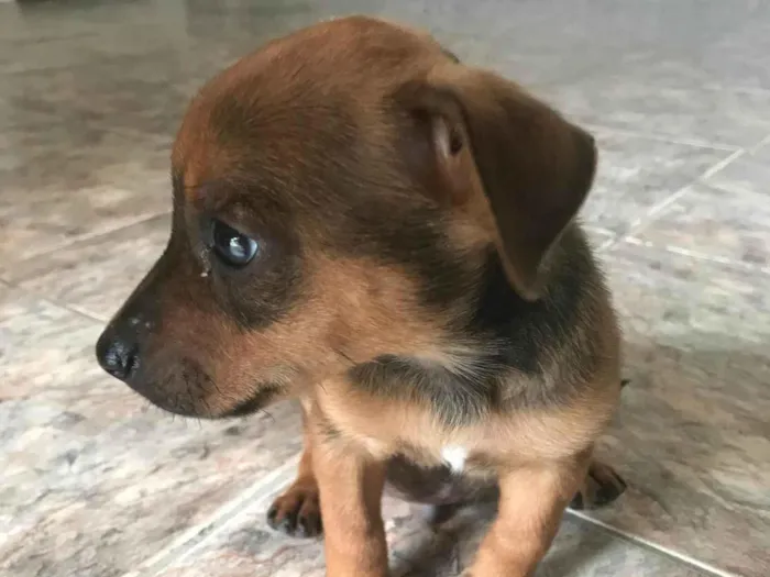 Cachorro ra a Pinscher idade 2 a 6 meses nome Klaus 