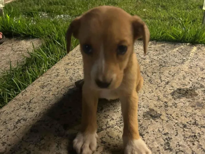 Cachorro ra a SRD-ViraLata idade 1 ano nome Pipoca/Chocolate/ Valentina 