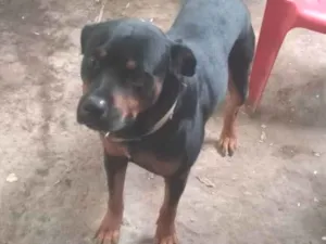 Cachorro raça Rottweiler idade 2 a 6 meses nome Bob