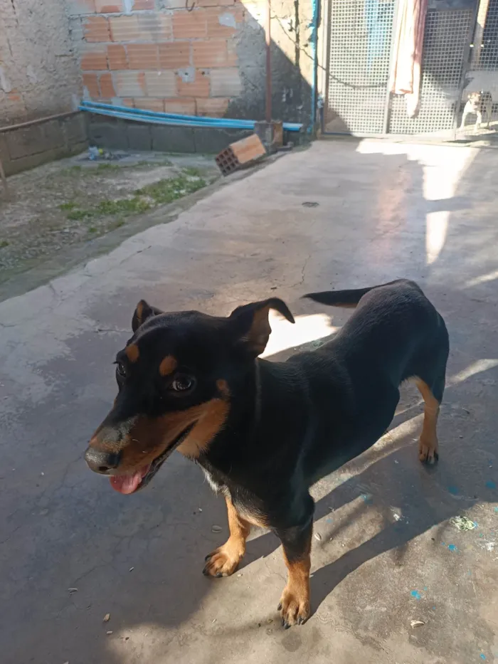 Cachorro ra a Pinscher idade 7 a 11 meses nome Lola 