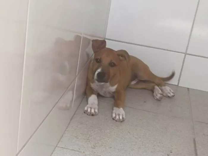 Cachorro ra a Pit-Bull idade 2 a 6 meses nome Kiara 