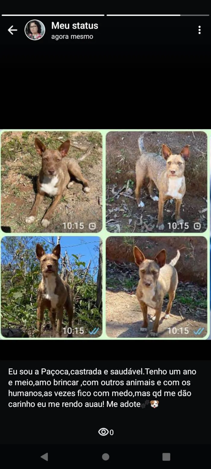 Cachorro ra a SRD-ViraLata idade 1 ano nome Paçoca 