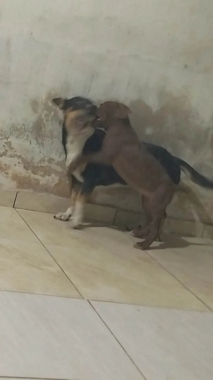 Cachorro ra a Pit-Bull idade 2 a 6 meses nome Kiara