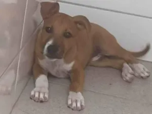 Cachorro raça Pit-Bull idade 2 a 6 meses nome Kiara 