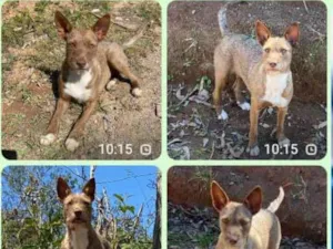 Cachorro raça SRD-ViraLata idade 1 ano nome Paçoca 