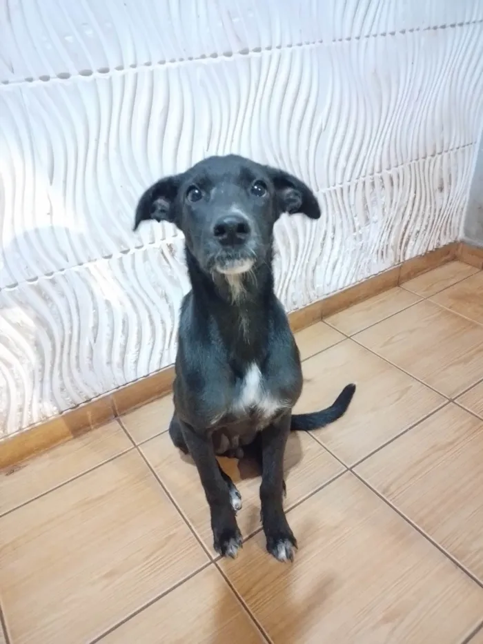 Cachorro ra a SRD-ViraLata idade 7 a 11 meses nome 3 Cães