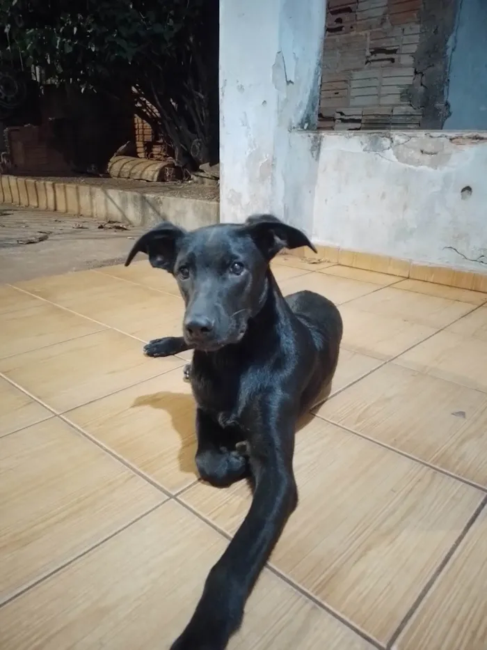 Cachorro ra a SRD-ViraLata idade 7 a 11 meses nome 3 Cães