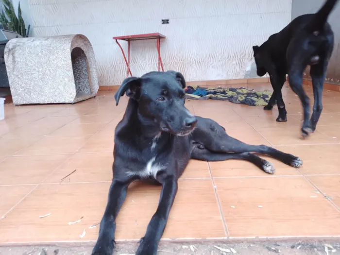 Cachorro ra a SRD-ViraLata idade 7 a 11 meses nome 3 Cães