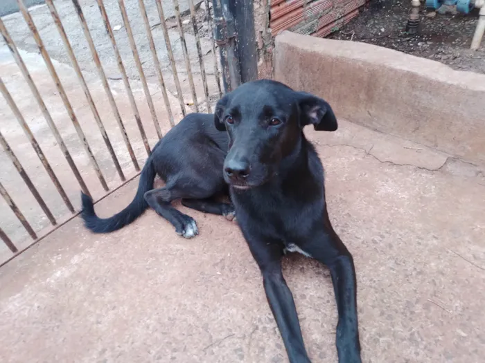 Cachorro ra a SRD-ViraLata idade 7 a 11 meses nome 3 Cães