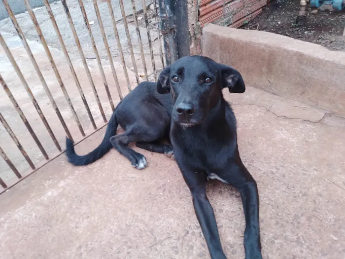 Cachorro ra a SRD-ViraLata idade 7 a 11 meses nome 3 Cães