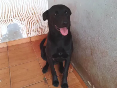 Cachorro raça SRD-ViraLata idade 1 ano nome 3 Cães