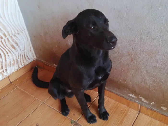 Cachorro ra a SRD-ViraLata idade 7 a 11 meses nome 3 Cães