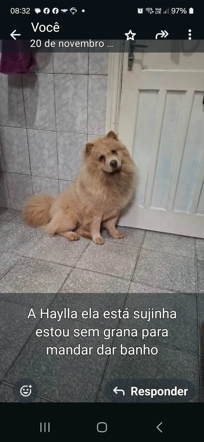 Cachorro ra a Chow Chow idade 7 a 11 meses nome Haylla