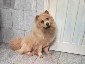 Cachorro raça Chow Chow idade 7 a 11 meses nome Haylla