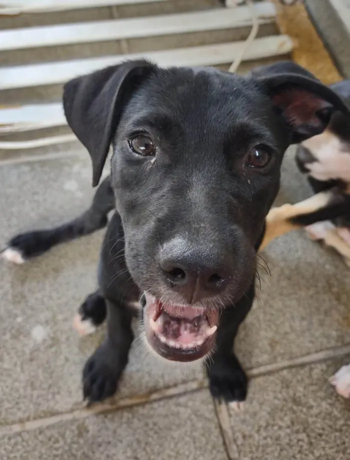 Cachorro ra a SRD-ViraLata idade 2 a 6 meses nome Luizinho