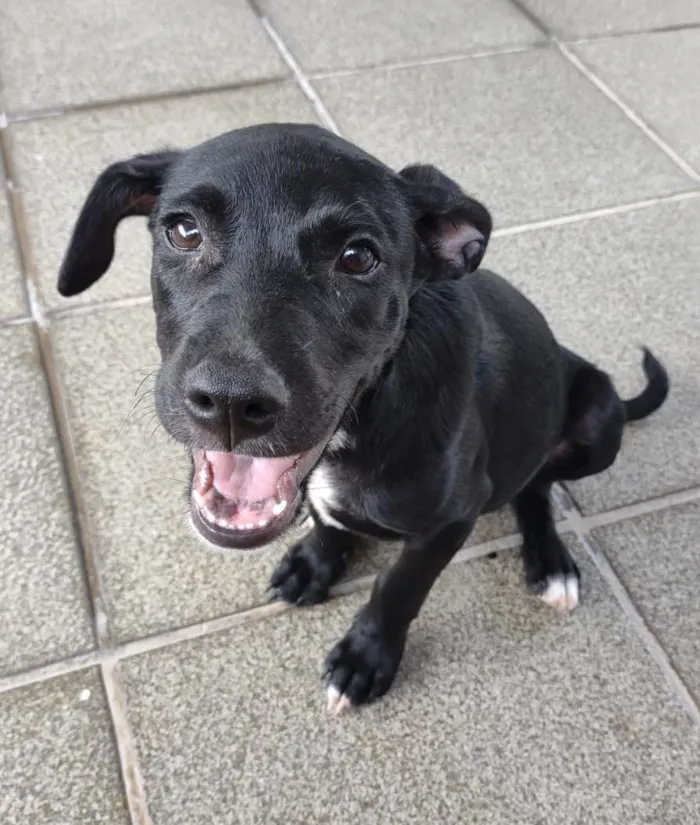 Cachorro ra a SRD-ViraLata idade 2 a 6 meses nome Luizinho