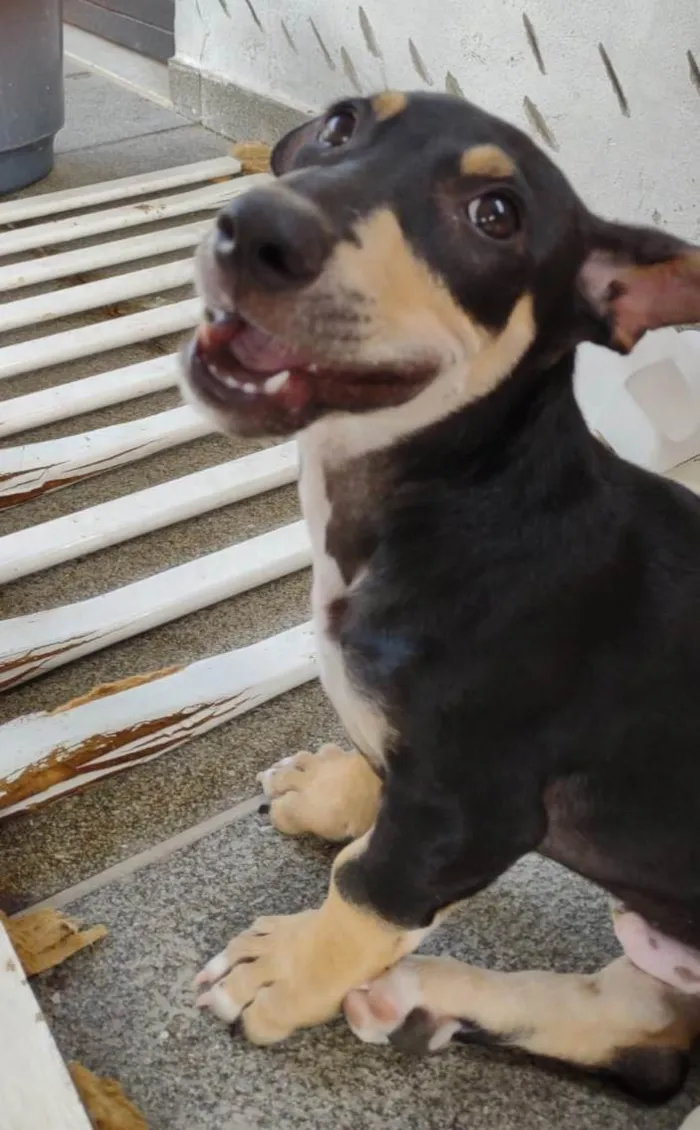 Cachorro ra a SRD-ViraLata idade 2 a 6 meses nome Huguinho