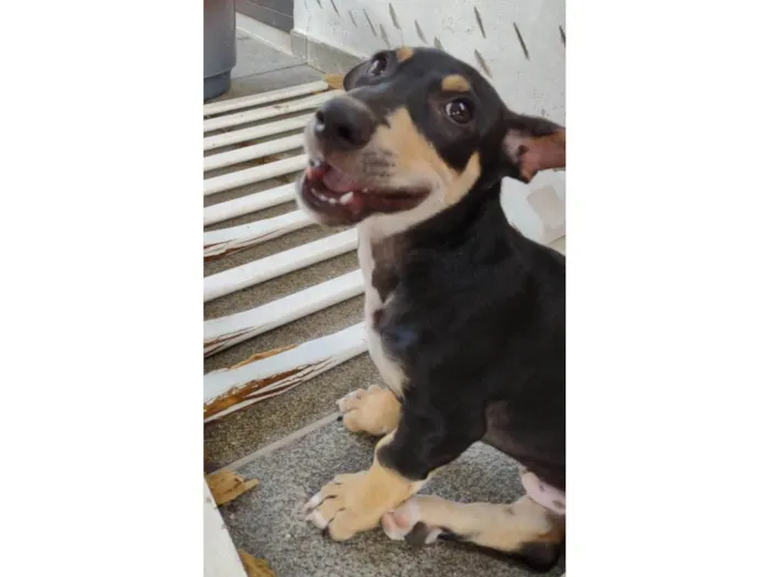 Cachorro ra a SRD-ViraLata idade 2 a 6 meses nome Huguinho