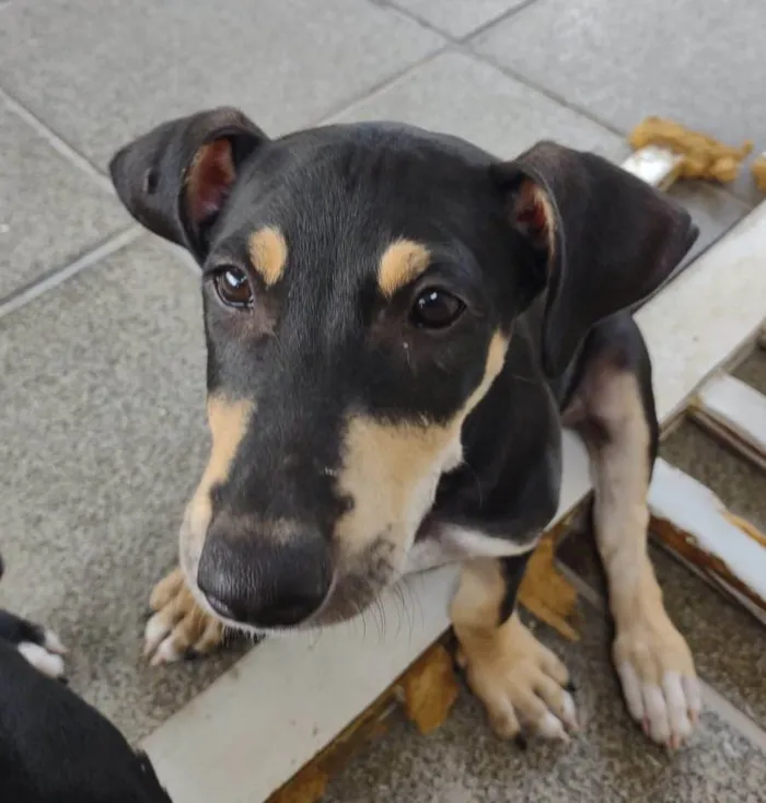 Cachorro ra a SRD-ViraLata idade 2 a 6 meses nome Huguinho