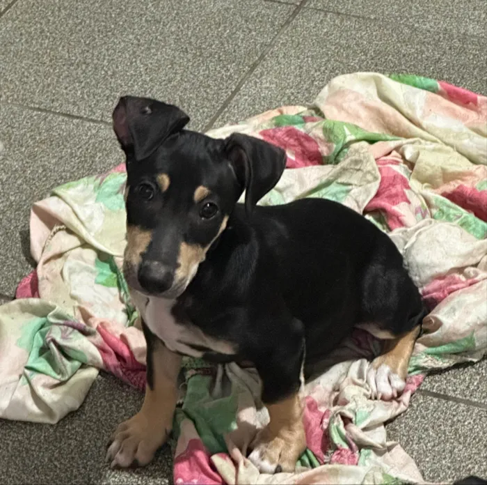 Cachorro ra a SRD-ViraLata idade 2 a 6 meses nome Huguinho