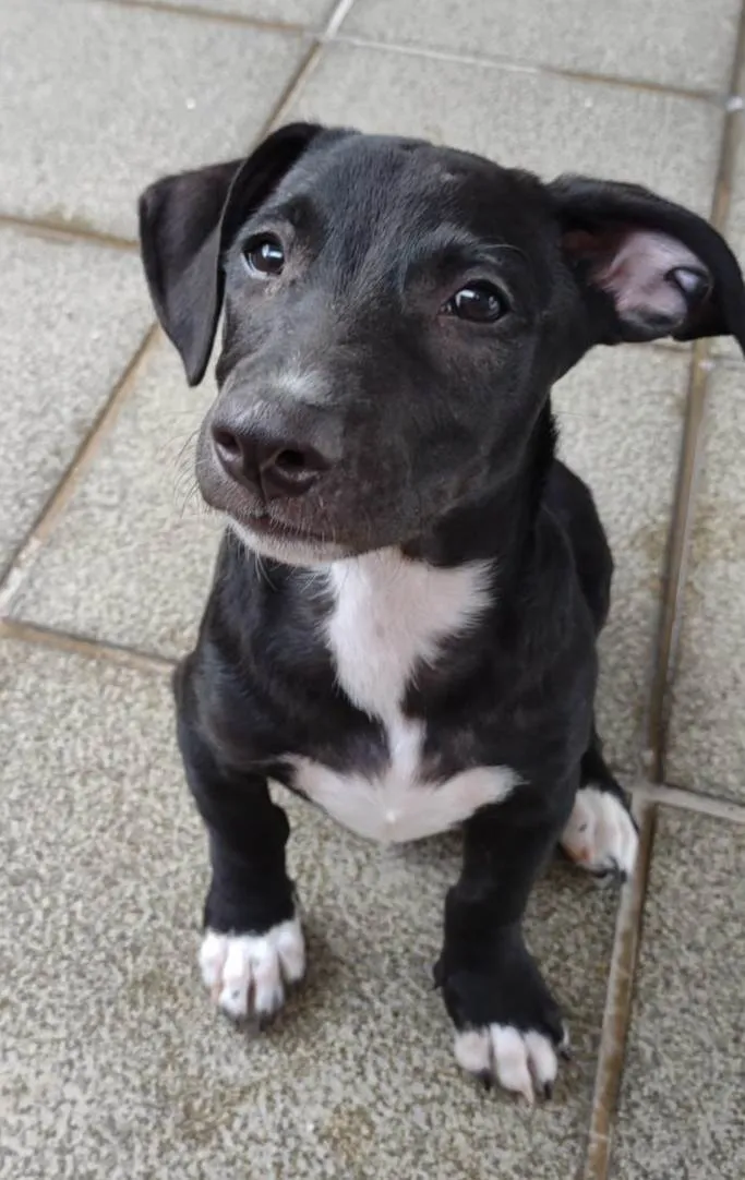 Cachorro ra a SRD-ViraLata idade 2 a 6 meses nome Zezinho