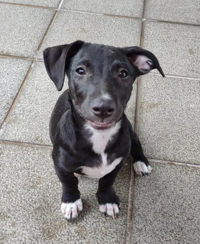 Cachorro ra a SRD-ViraLata idade 2 a 6 meses nome Zezinho