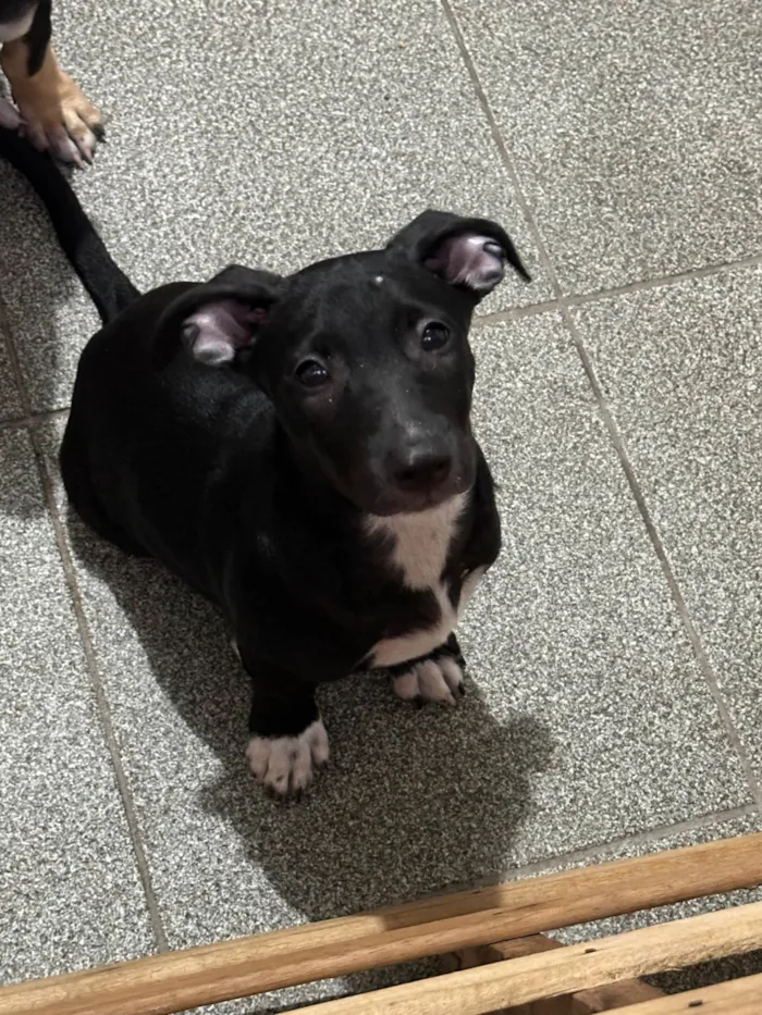 Cachorro ra a SRD-ViraLata idade 2 a 6 meses nome Zezinho