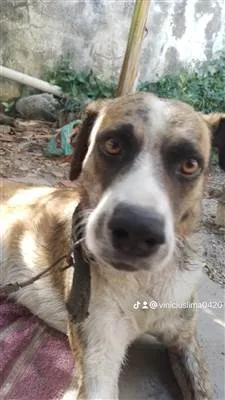 Cachorro raça SRD-ViraLata idade 3 anos nome Beethoven 