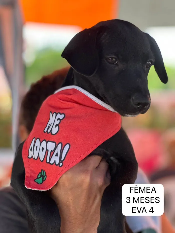 Cachorro ra a SRD-ViraLata idade 2 a 6 meses nome Filhotes