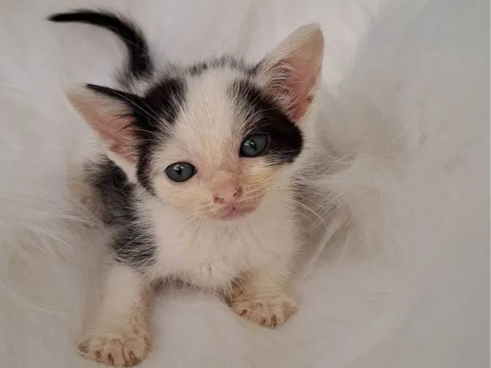 Gato ra a SRD-ViraLata idade Abaixo de 2 meses nome Jack