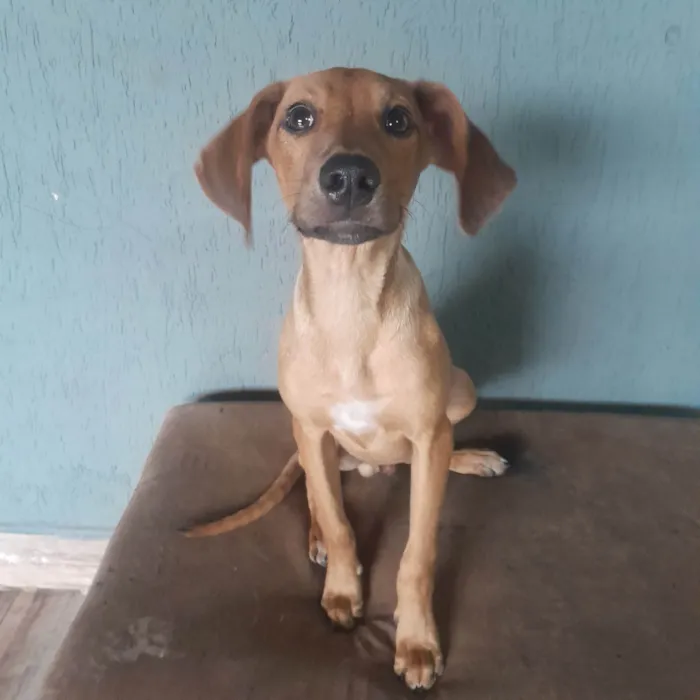 Cachorro ra a SRD-ViraLata idade 7 a 11 meses nome Teo 