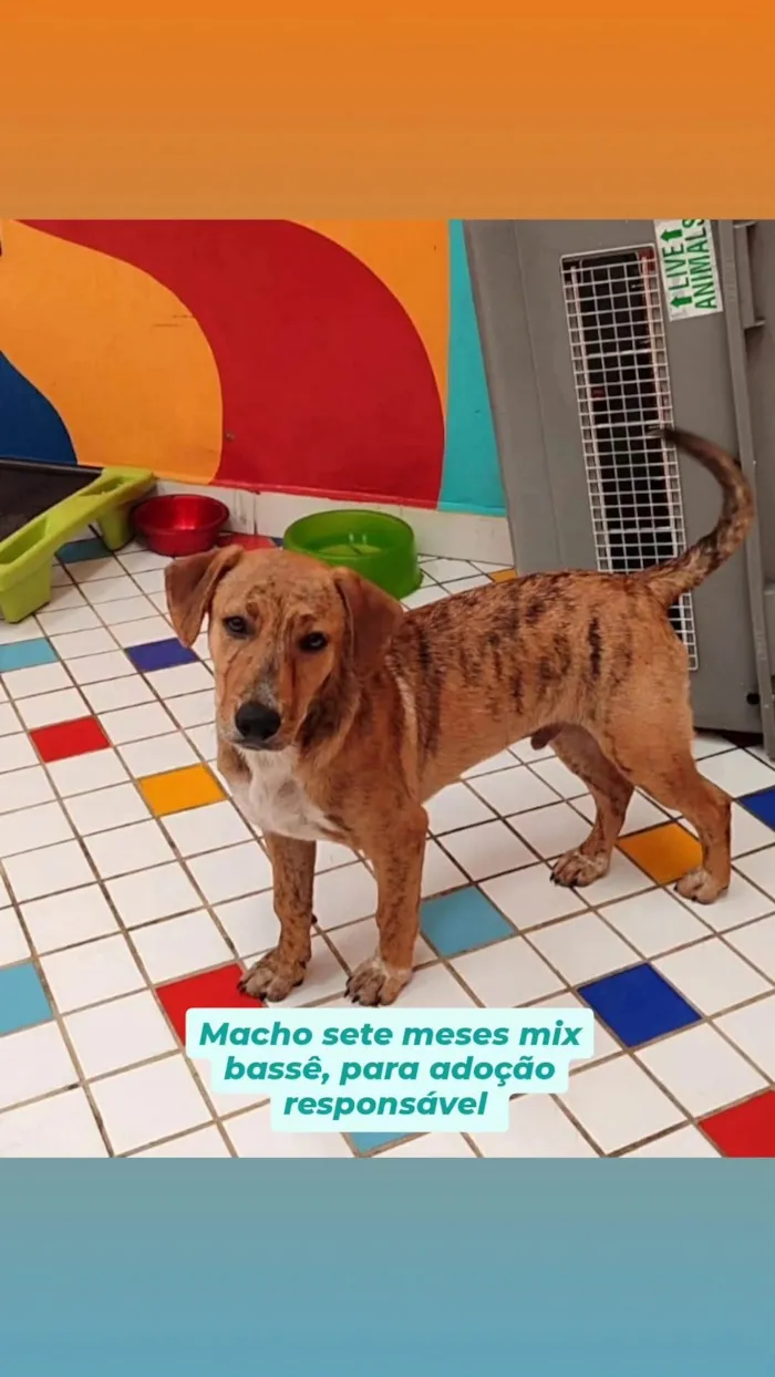 Cachorro ra a SRD-ViraLata idade 7 a 11 meses nome Miguel 