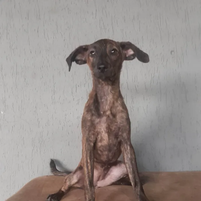 Cachorro ra a SRD-ViraLata idade 7 a 11 meses nome Melissa