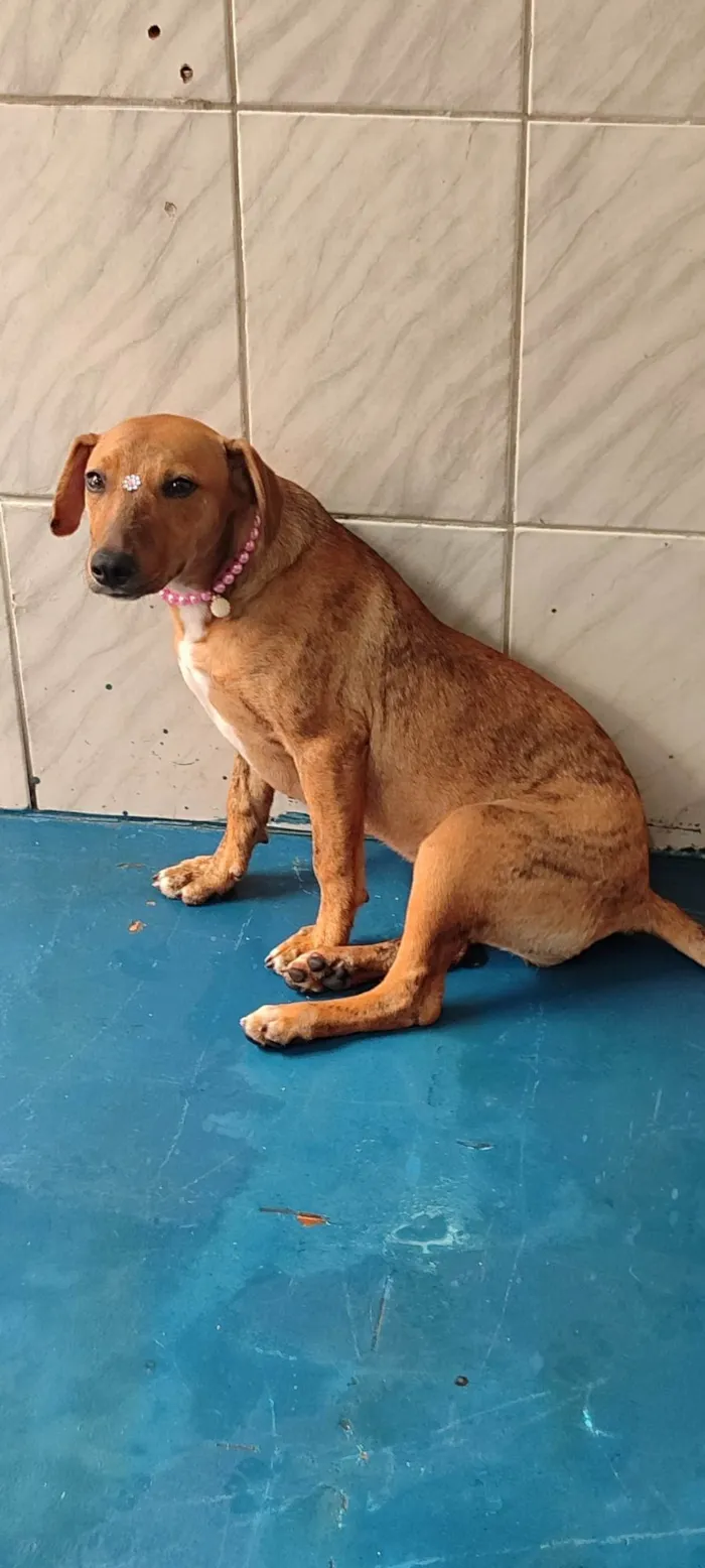 Cachorro ra a SRD-ViraLata idade 7 a 11 meses nome Lolla