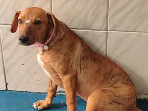 Cachorro raça SRD-ViraLata idade 7 a 11 meses nome Lolla