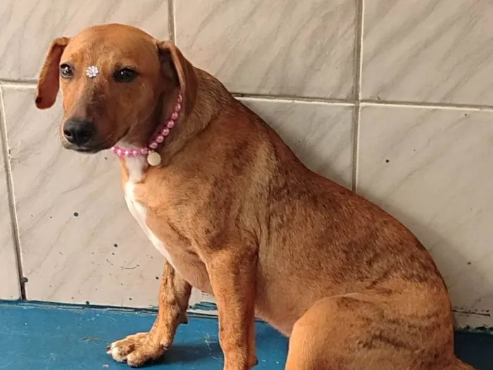 Cachorro ra a SRD-ViraLata idade 7 a 11 meses nome Lolla