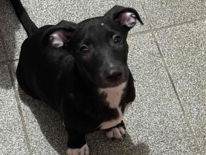 Cachorro ra a SRD-ViraLata idade 2 a 6 meses nome Zezinho