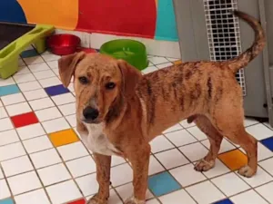 Cachorro raça SRD-ViraLata idade 7 a 11 meses nome Miguel 