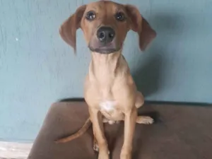 Cachorro raça SRD-ViraLata idade 7 a 11 meses nome Teo 