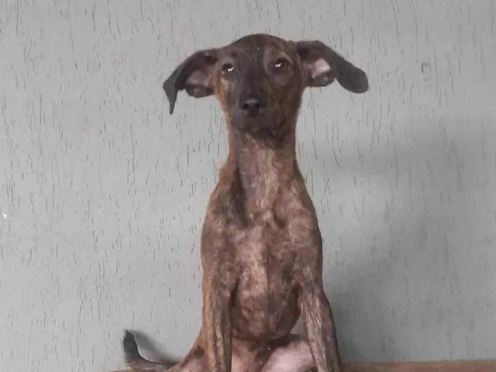 Cachorro ra a SRD-ViraLata idade 7 a 11 meses nome Melissa